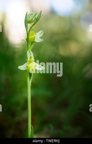 Ophrys apifera var. chlorantha, Weiß Bienen-ragwurz. Ungewöhnliche Farbe durch eine hypochromatic Zustand, der Pigmentierung reduziert verursacht. Stockfoto