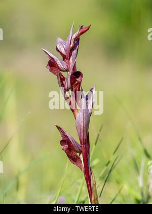 Serapias vomeracea, aka lange Lippen oder Pflug - Anteil serapias. Europäische Wild Orchid. Stockfoto