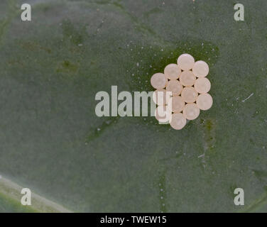 Stinken aka Shield bug Eier auf Kohl. Gezahnte Cluster. Stockfoto