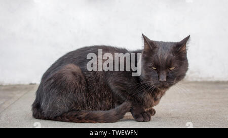 Traurig und deprimiert streunenden schwarzen Katze suchen nach etwas misstrauisch. Abgebrochene Katze mit Schmutz in den Mund schauen, wüst. Stockfoto