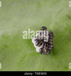 Baby Stinken aka Schild bugs nur schlüpfen aus den Eiern. Um einen Schädling handelt. Stockfoto