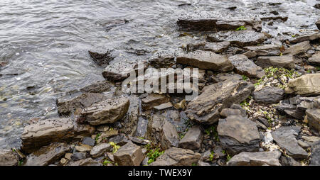 Viele kleine Schnecken am Strand. Stockfoto