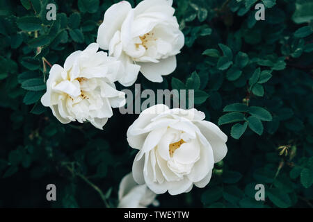 Weiße Rosen in der Blüte closeup. Drei aromatischen Elfenbein Blumen, Pfingstrosen mit zarten Blüten wachsen unter dunkelgrünes Laub. Traditionelle Hochzeit Bouquet Element. Florale Symbol der Liebe und der Reinheit Stockfoto
