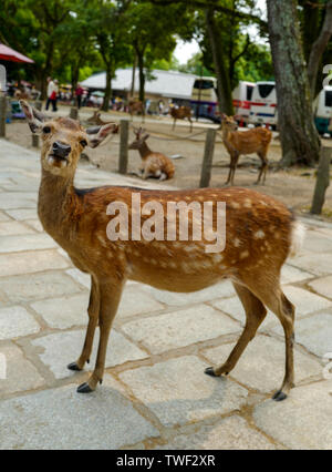 Kyoto, Japan, 31., Mai, 2017. Einen schönen Hirsch ist zu Fuß auf dem Boden in Nara Park. Nara Park ist ein Park in der Stadt Nara, Japan. Stockfoto