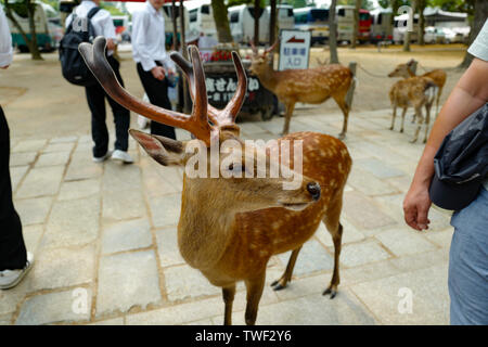 Kyoto, Japan, 31., Mai, 2017. Einen schönen Hirsch ist zu Fuß auf dem Boden in Nara Park. Nara Park ist ein Park in der Stadt Nara, Japan. Stockfoto