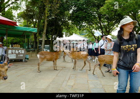 Kyoto, Japan, 31., Mai, 2017. Die schöne Hirsche sind zu Fuß auf dem Boden in Nara Park. Nara Park ist ein Park in der Stadt Nara, Japan Stockfoto