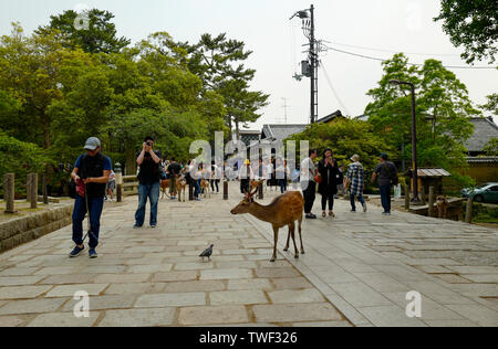 Kyoto, Japan, 31., Mai, 2017. Einen schönen Hirsch ist zu Fuß auf dem Boden in Nara Park. Nara Park ist ein Park in der Stadt Nara, Japan. Stockfoto