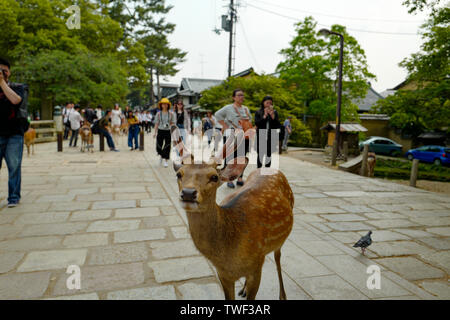 Kyoto, Japan, 31., Mai, 2017. Einen schönen Hirsch ist zu Fuß auf dem Boden in Nara Park. Nara Park ist ein Park in der Stadt Nara, Japan. Stockfoto