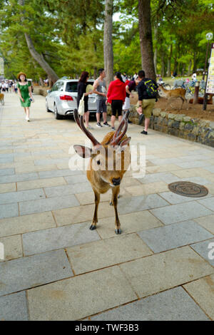 Kyoto, Japan, 31., Mai, 2017. Einen schönen Hirsch ist zu Fuß auf dem Boden in Nara Park. Nara Park ist ein Park in der Stadt Nara, Japan. Stockfoto