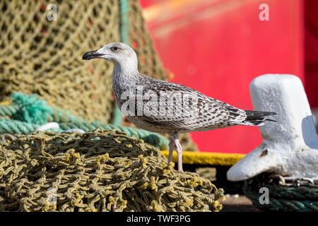 Große Schwarze Backed Gull, Larus marinus; erste Winter; Lerwick, Shetland, Großbritannien Stockfoto