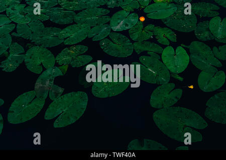 Lilypads auf dem Wasser. Wunderschöne Seerosen grün Ansicht von oben. Grosse natürliche organische Lotus verlässt. Dunkler, tiefer See und Teich. Einfache Tapeten, Hintergrund. Floating Lily Pads. Bunte naturalistische Schönheit Stockfoto