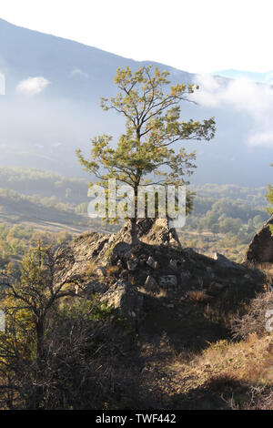 Baum auf dem Hintergrund der Berge im Nebel, Beautifil Landschaft des Nationalpark Pollino, eine große Naturpark in der Basilicata und Kalabrien, Italienisch Stockfoto