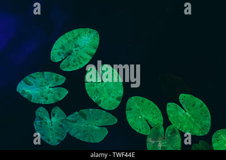 Lilypads auf dem Wasser. Wunderschöne Seerosen grün Ansicht von oben. Grosse natürliche organische Lotus verlässt. Dunkler, tiefer See und Teich. Einfache Tapeten, Hintergrund. Floating Lily Pads. Bunte naturalistische Schönheit Stockfoto