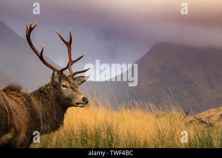 Ein Rotwild Hirsch in Glen Etive. Stockfoto