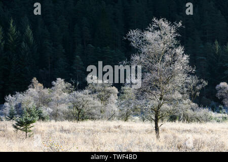 Frost bedeckt Bäume im Glen Goil. Stockfoto