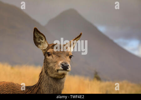 Ein Rotwild hind im Glen Etive. Stockfoto