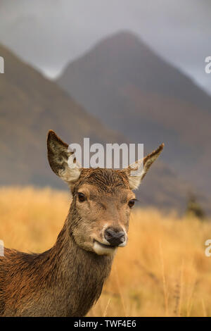 Ein Rotwild hind im Glen Etive. Stockfoto