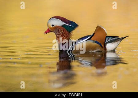 Mandarin Duck; Aix galericulata; Drake; Devon, Großbritannien Stockfoto