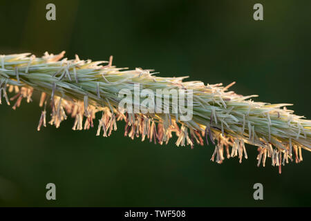 Marram Gras Blüte; Ammophila arenaria, Cornwall, UK Stockfoto