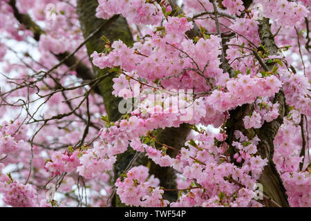 Cherry Blossom hellt ein März Tag. Stockfoto