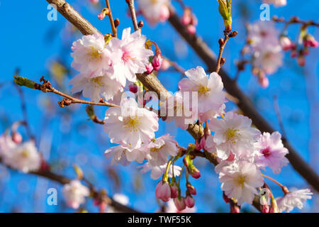 Frühling Blumen auf Prunus x subhirtella Autumnalis. Stockfoto