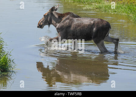 Kleptow, Deutschland. Juni, 2019 19. Die ein Jahr alten Elch Kuh Jette ist in einem Spiel, das Gehäuse von Thomas Golz, Inhaber der Wildgehege Golz Elche und Rentiere Farm gesehen zu werden. Foto: Patrick Pleul/dpa-Zentralbild/ZB/dpa/Alamy leben Nachrichten Stockfoto
