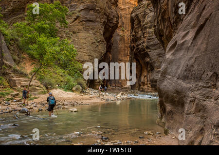 Wanderer das Waten durch den Virgin River, wie es seinen Weg durch die spektakuläre und atemberaubende verengt Canyon, der Zion National Park, USA webt Stockfoto