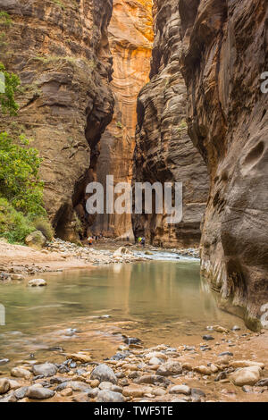 Die Virgin River schlängelt sich durch die spektakuläre und atemberaubende verengt, Zion National Park, USA, Wanderer in der Ferne Stockfoto