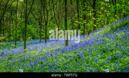 Bluebells in der alten Wälder des Outwoods und ist eine der ältesten überlebenden woodland Websites in Brighton. Stockfoto