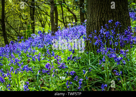 Bluebells in der alten Wälder des Outwoods und ist eine der ältesten überlebenden woodland Websites in Brighton. Stockfoto