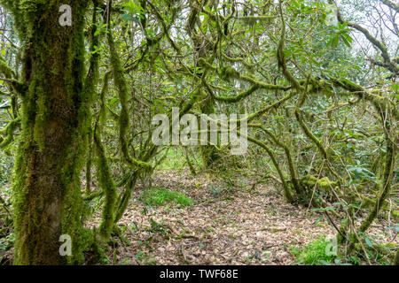 Jurassic Wald im Naturpark der Naturpark Alcornocales, Andalusien Stockfoto