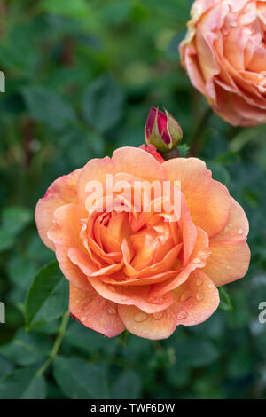 Nahaufnahme einer orangefarbenen Strauchrose namens Lady of Shalott - David Austin Roses, UK Stockfoto