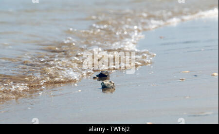 Kleine glatt polierte Steine am Strand in den Sand auf dem Hintergrund von Meer, Wellen und Sky. Sommer glänzende Textur kopieren. Geringe Tiefenschärfe. Stockfoto