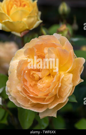 Nahaufnahme der gelben Rose Rosa Molineux fotografiert nach einem Regenschauer, UK Stockfoto