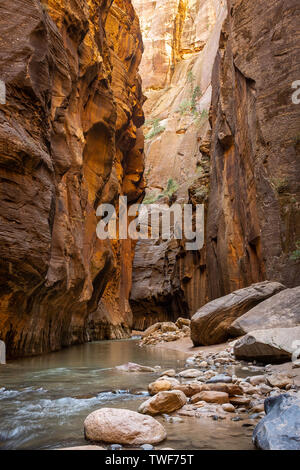 Die Virgin River schlängelt sich durch die spektakuläre und atemberaubende verengt, Zion National Park, USA niemand im Bild Stockfoto