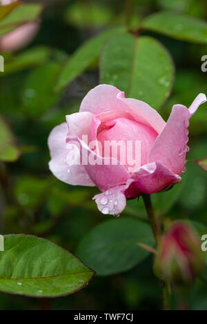 Nahaufnahme einer rosa Rose nach einem Regenschauer gegen einen unscharfen Hintergrund - Rosa The Alnwick Rose Stockfoto