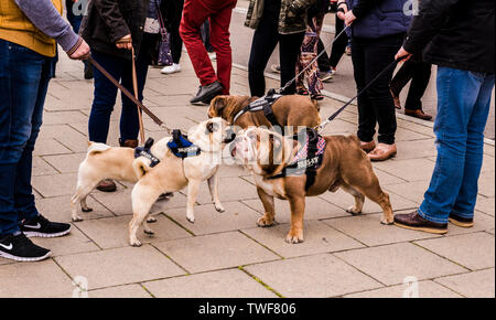 Untere Partie der Wanderer mit Hund Hunde an der Leine und Hunde schnüffeln an jedem anderen neugierig in der Quayside entfernt von Newcastle upon Tyne in England. Stockfoto