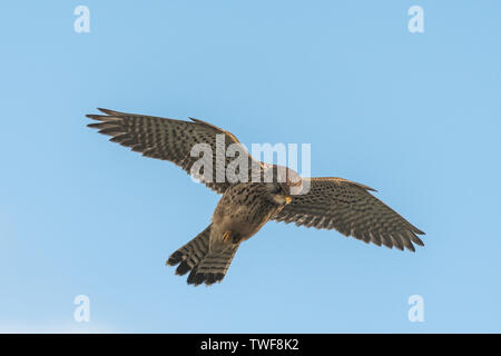 Ein Turmfalke Falco tinnunculus schweben und Jagd. Stockfoto