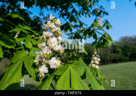 Rosskastanie Baum; Aesculus hippocastanum; Blüte; Pinetum Gärten; Cornwall, UK Stockfoto