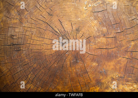 Risse Stumpf eines großen Baumes Stockfoto