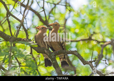 Paar Wiedehopf sitzen auf Niederlassung des Baums Stockfoto