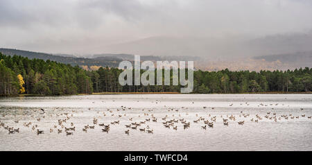 Eine Schar der Graugänse auf Loch Garten in den Highlands von Schottland. Stockfoto