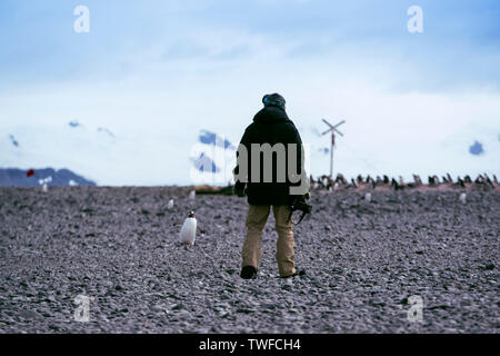 Antarktis, Pinguine, Pinguine, Tiere, Poster, Vögel, Antarktischen Kontinent, Permafrost, Eis und Schnee, Kälte, Schnee, Eis, Fels, Wale, Wissenschaft Forschung Boote Stockfoto