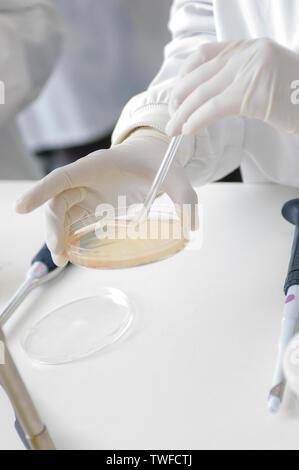 Nahaufnahme eines anonymen Wissenschaftler durch das Tragen von schützender Kleidung Labor Vorbereitung einer Petrischale. Stockfoto
