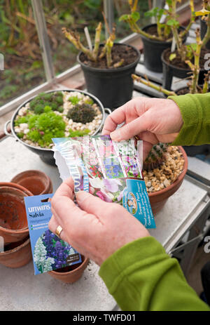 Mann Sortieren durch Pakete von Blumen Samen im Gewächshaus. Stockfoto