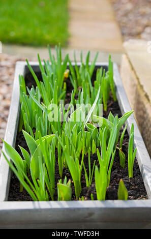 Grüne Triebe von Narzissen und Tulpen in einer Wanne. Stockfoto