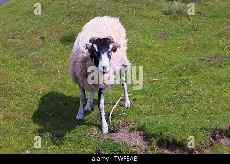 Schwarze Schafe auf die North York Moors konfrontiert Stockfoto