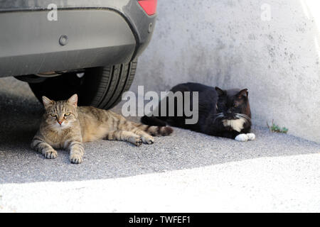 Zwei Street Cat liegen unter das Auto auf der Straße in der Straße, Nähe zu sehen. Stockfoto