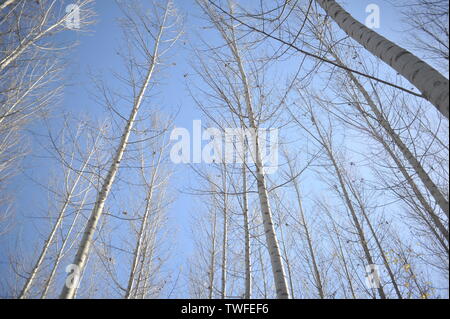 Birke Wald ohne Blätter im Herbst von unten gesehen Stockfoto