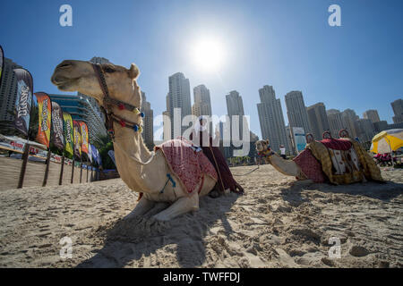 Ein Beduine Mann entspannt sich mit seinen Kamelen auf einem Strand in Dubai. Stockfoto